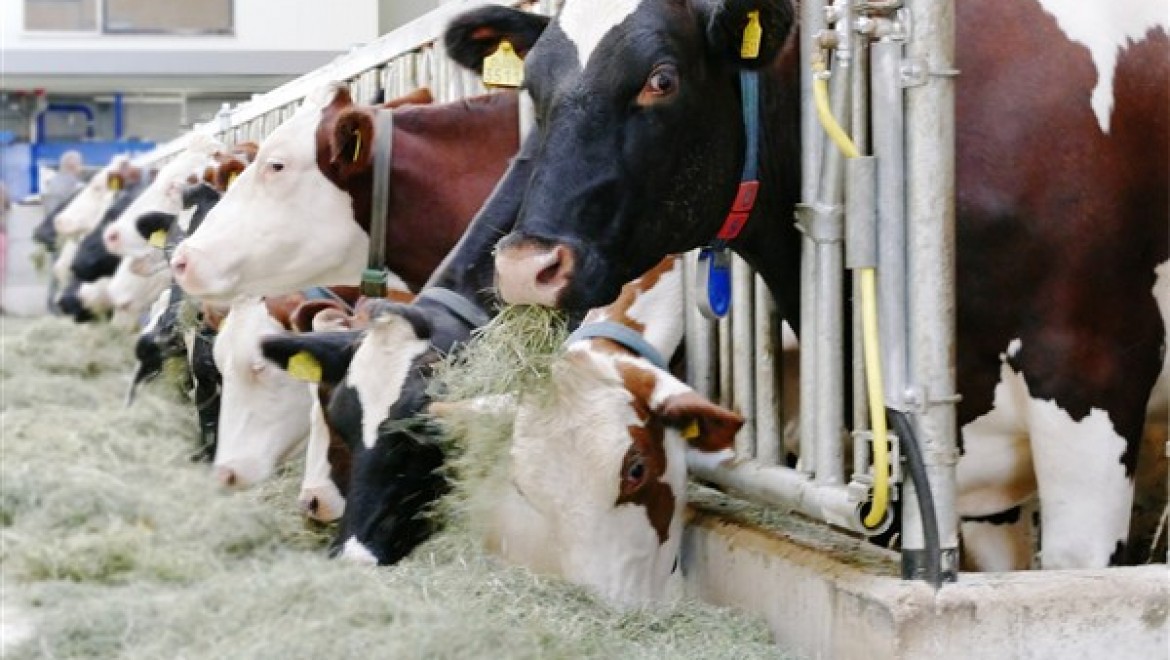 Süt işletmelerinin topladığı inek sütü Nisan'da yüzde 9,2 artışla 960,777 tona çıktı