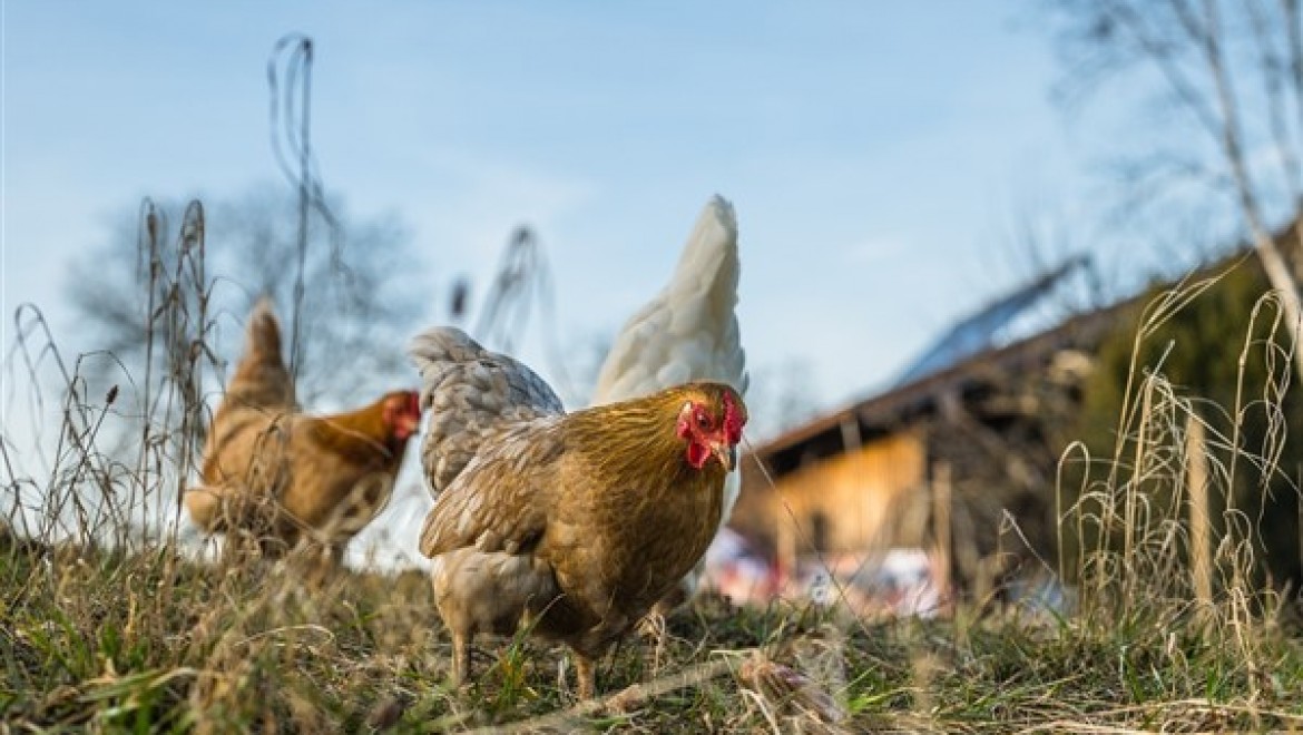 Tavuk yumurtası üretimi Şubat'ta yıllık yüzde 7,3 artışla 1,73 milyar adete yükseldi