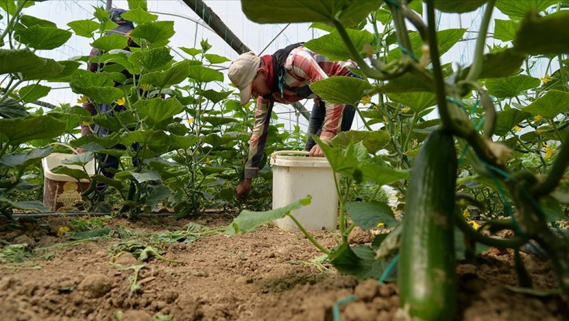 Güney Marmara seralarında 'sosyal mesafeli' salatalık hasadı
