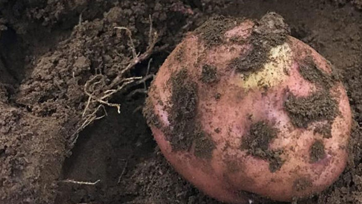 Peru'da Mars'a yakın koşullarda patates yetiştirildi