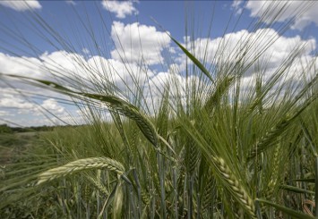 Tarım sektöründen 9 ayda rekor ihracat