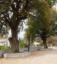 Çorum'da koruma altındaki 15 menengiç ağacının bulunduğu sokak yeniden düzenleniyor