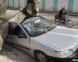Sakarya'da şiddetli lodosta devrilen ağaç otomobillere zarar verdi