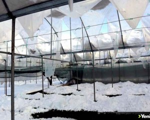 Amasya'da yoğun kar yağışı seralara zarar verdi