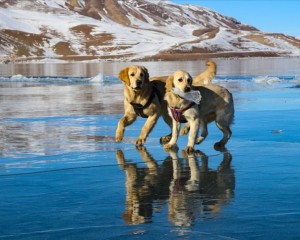 Balık Gölü'nün buzla kaplı yüzeyinde oyun oynayan köpekler izleyenleri gülümsetti