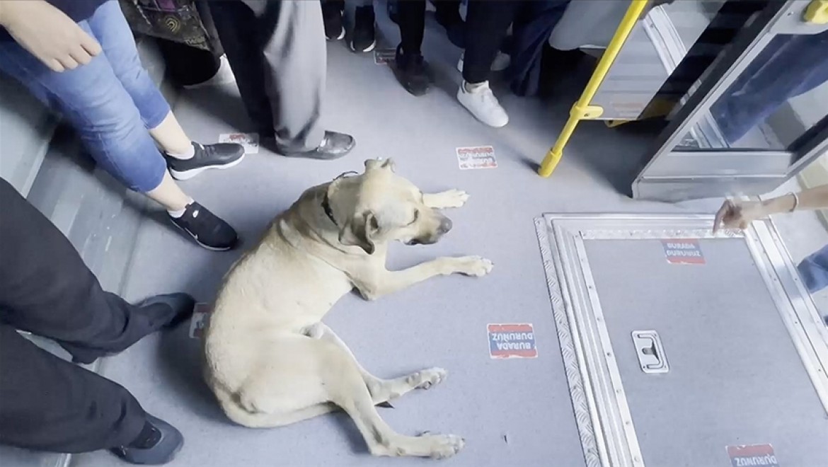 Otobüse binen 'gezgin köpek' yolcuların ilgi odağı oldu