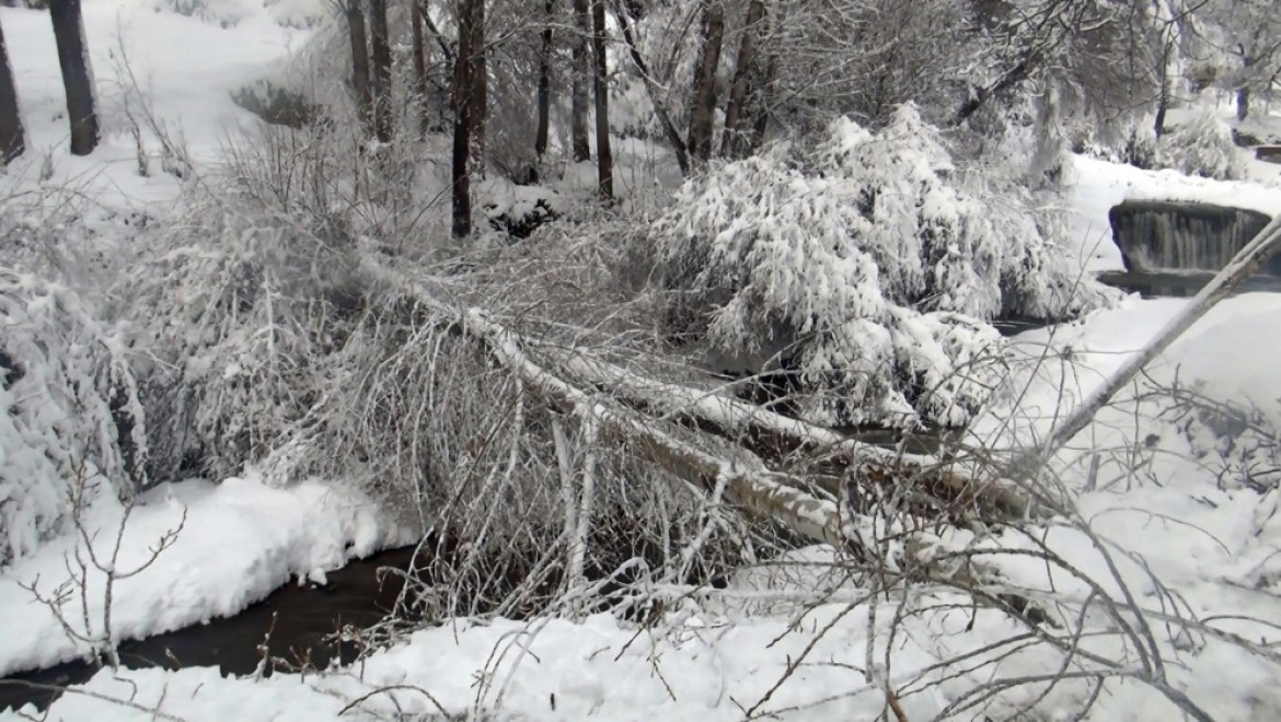Ahlat'ta aşırı kar ağaçları devirdi, elektrik tellerini kopardı