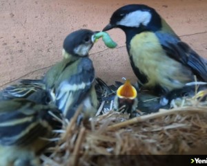 'Büyük baştankara' kuşunun saksıdaki yavrularını beslediği anlar kamerada