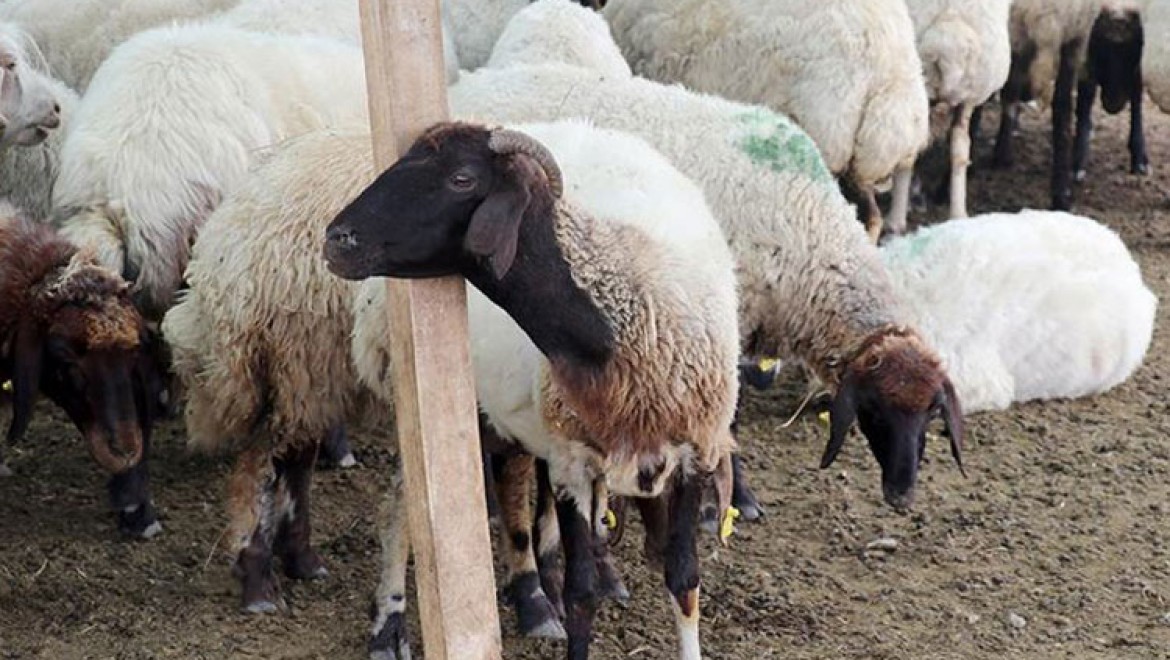 Van'da hayvancılık 100 bin lira faizsiz kredi desteğiyle canlandırılacak