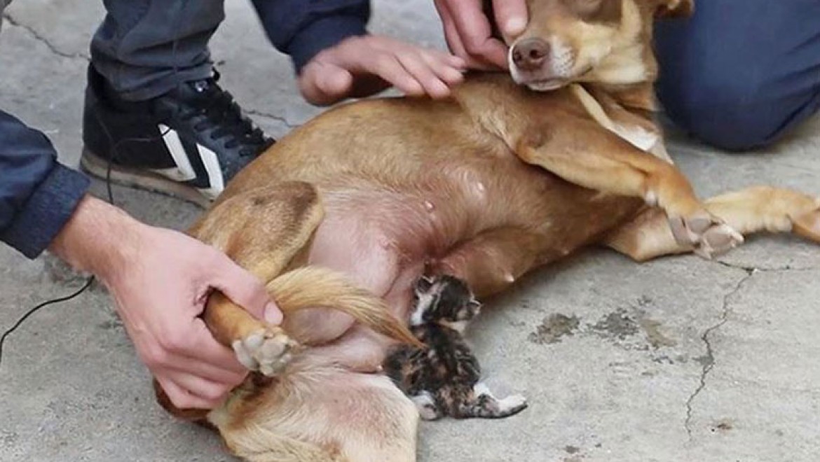 Manisa'da sokakta bulunan yavru kediye gebe köpek sahip çıktı
