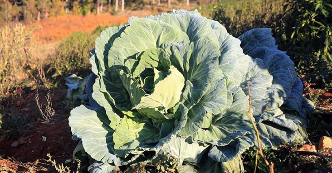 Mersin'de bir çiftçi 30 kilogram ağırlığında lahana üretti