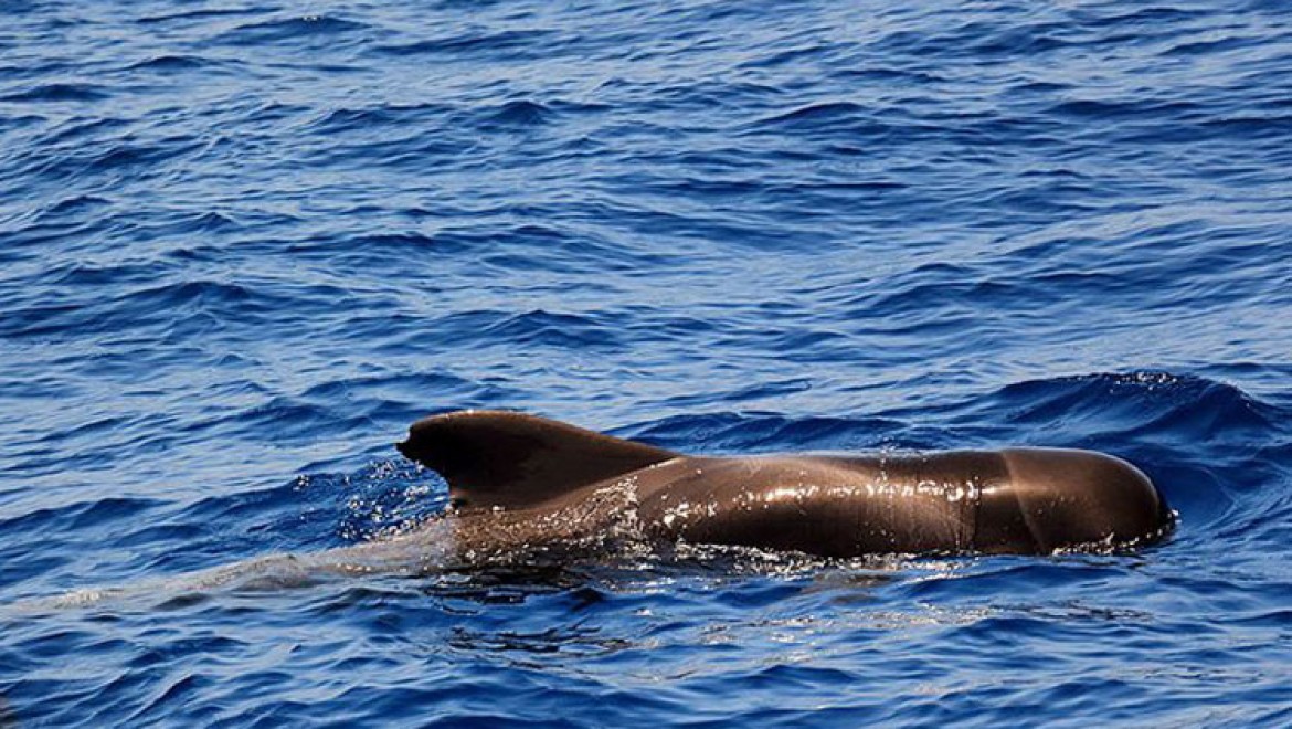 Avustralya'da sığ sularda mahsur kalan balinalardan 70'i kurtarıldı
