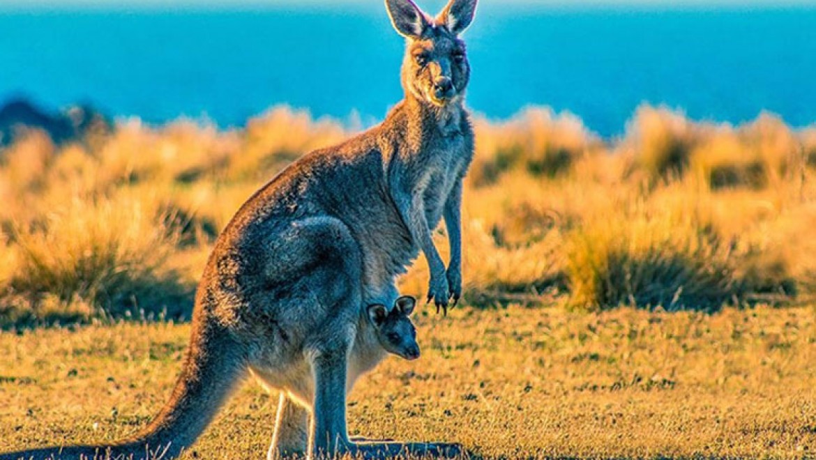 Avustralya'da "kanguru itlafı" tartışmaları büyüyor