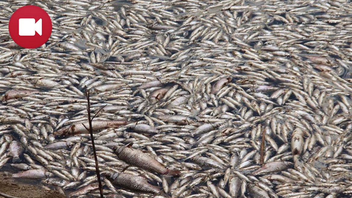 Toplu Balık Ölümleri Paniğe Neden Oldu