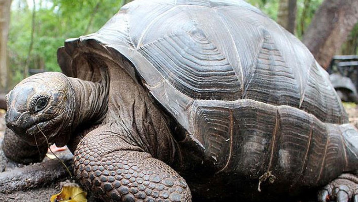 100 yaşındaki kaplumbağayı çaldılar