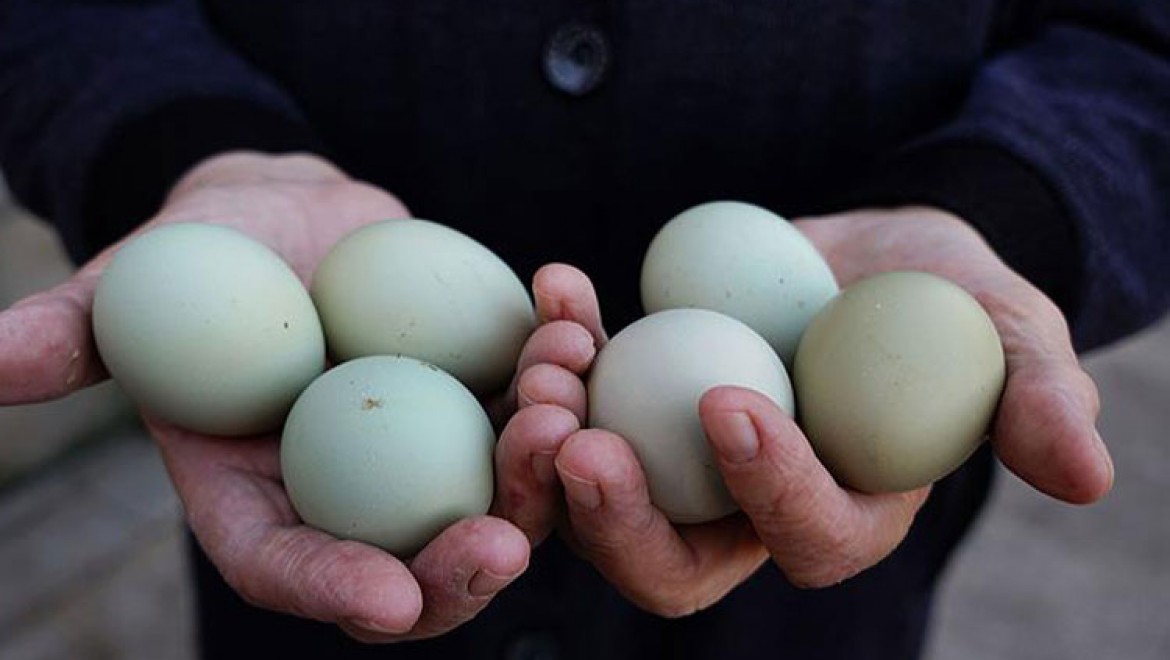 'Yeşil yumurtada çok vitamin olduğu şehir efsanesi'