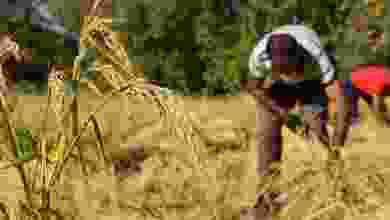 Çukurca'da çiftçiler ata tohumundan ürettikleri çeltiğin hasadını el birliğiyle yapıyor