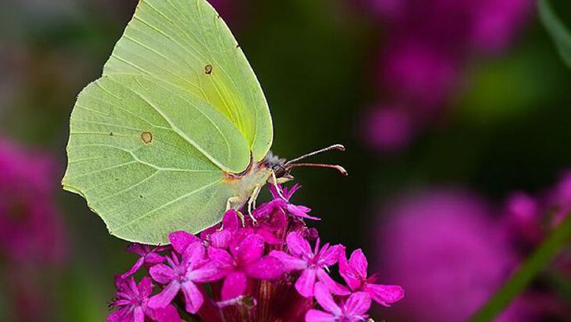 Burdur'da yeni bir kelebek türü bulundu