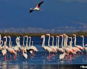 'Kuş Oteli' Hersek Lagünü flamingo ve diğer göçmen kuşlarla şenlendi
