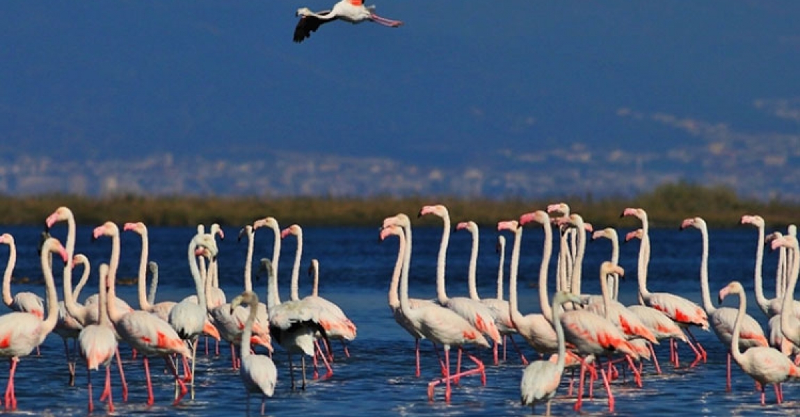 'Kuş Oteli' Hersek Lagünü flamingo ve diğer göçmen kuşlarla şenlendi