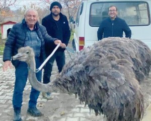 Kütahya'da sahibinden kaçan deve kuşu kara yoluna girdi