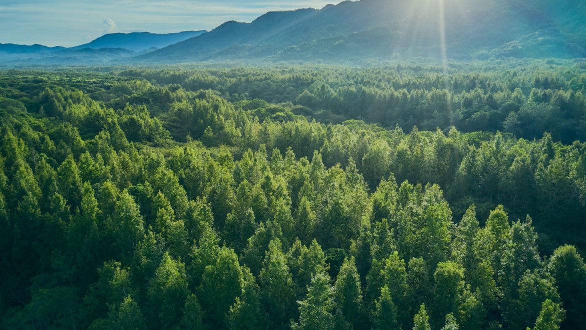 TEMA Vakfı: Barışçıl bir dünya için  orman ve su varlıklarına ihtiyacımız var!