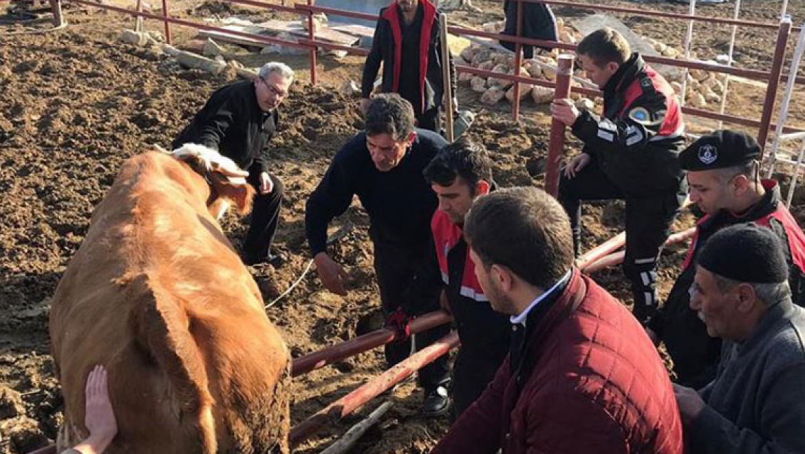Artçı sarsıntıdan ürküp demir çite takılan ineği arama kurtarma ekipleri kurtardı
