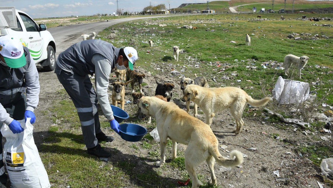 Konya'da Sokak Hayvanlarını Beslemek İçin Ek Tedbir Alındı