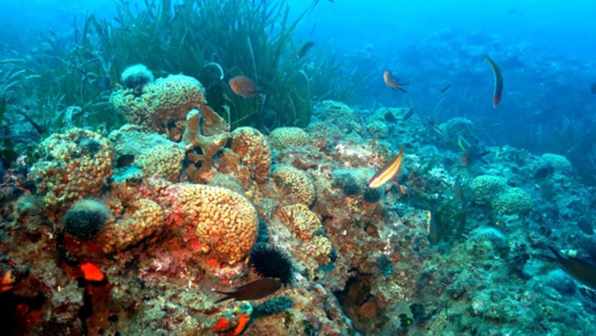 Bozcaada ve Marmara Denizi'nin mercanları araştırılıyor