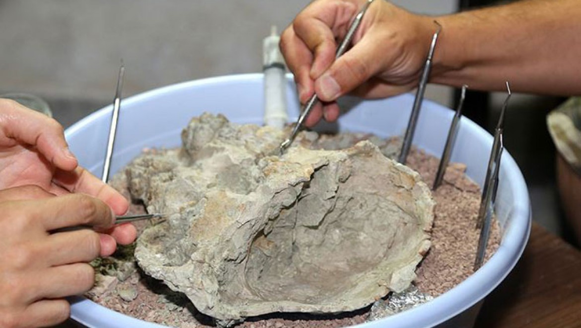 8,5 milyon yıllık fosillere 'cerrahi' hassasiyet