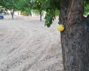 Elazığ'da bir bahçede kayısı meyvesi, ağacın dalında değil gövdesinde çıktı