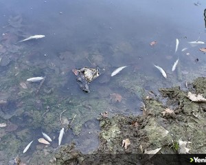 Bartın Irmağı'ndaki balık ölümlerine ilişkin inceleme başlatıldı