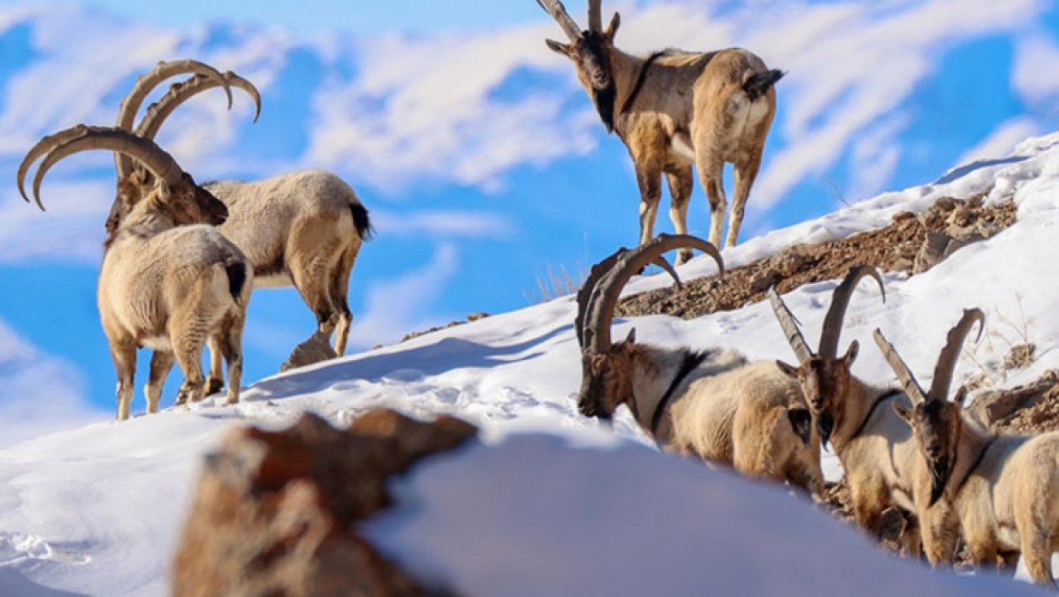 Sürüler halinde görüntülenen yaban keçileri Pagan Dağı'nı canlandırdı