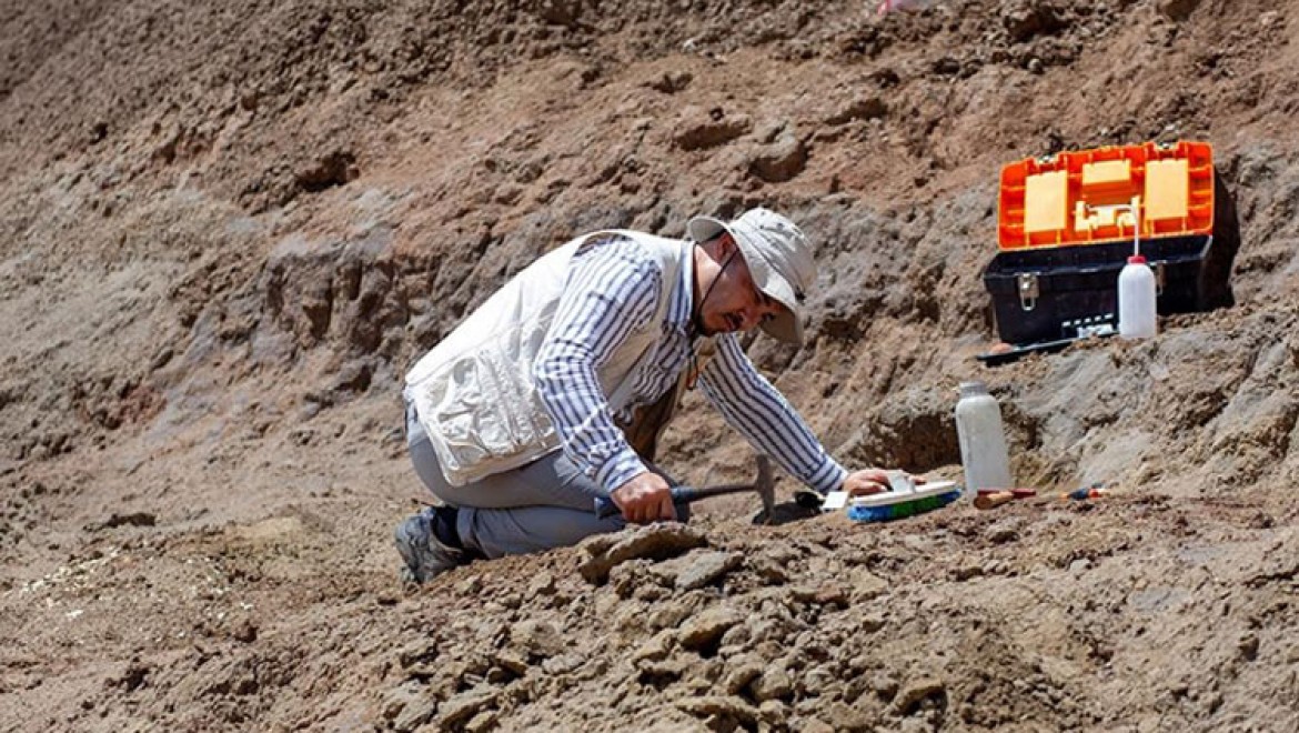 Çankırı'da dev gergedan fosiline ait yeni kemikler bulundu