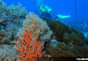Tahiti açıklarında büyük mercan resifi keşfedildi