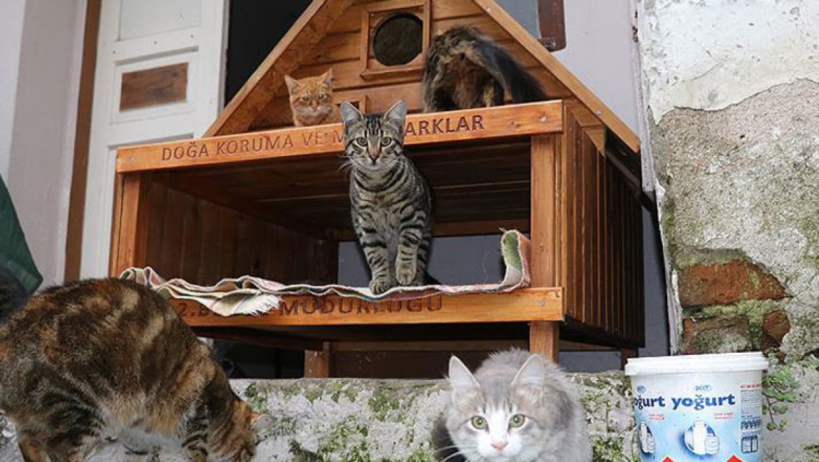 Kedi ve köpekler kışı 'ev'lerinde geçirecek