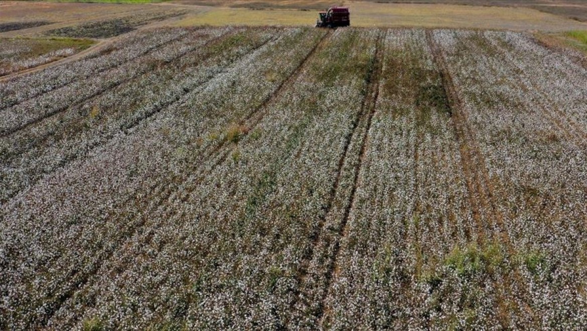 Antalya'da beyaza bürünen tarlalarda pamuk hasadı heyecanı