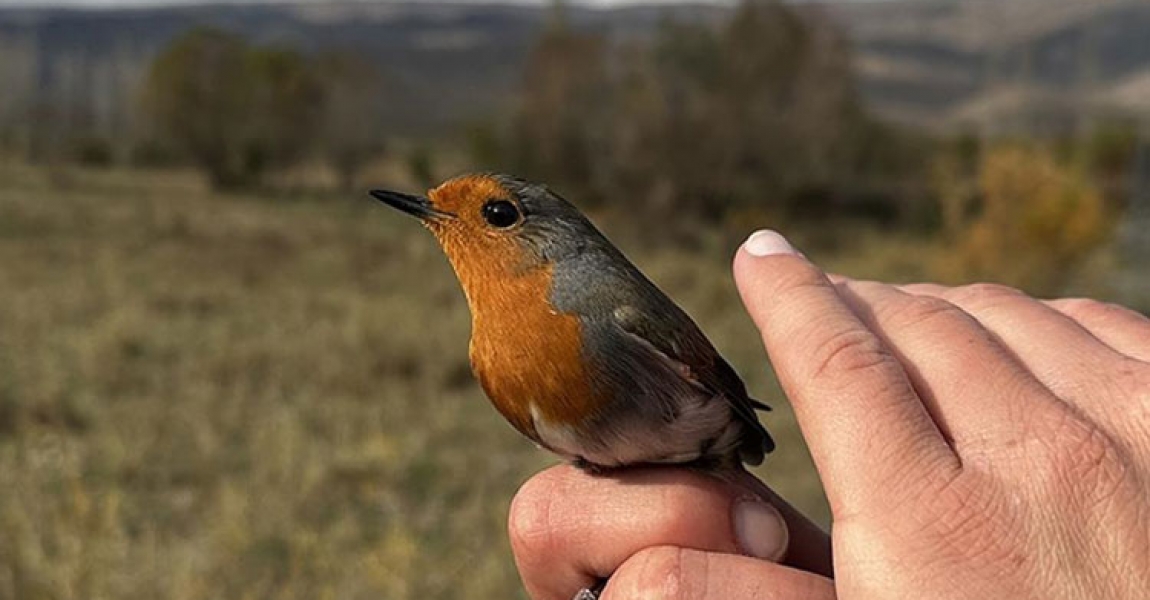Aras Kuş Cenneti'nde 2023 sezonunda 101 türden kuş halkalandı