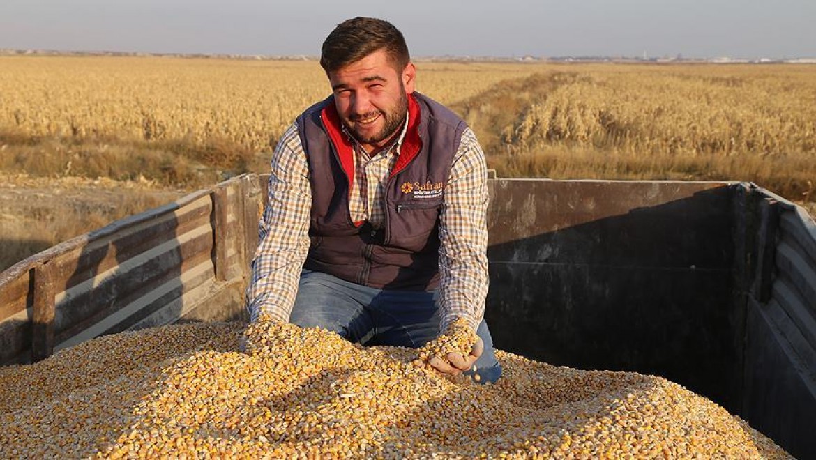 Konya Ovası'nda mısır hasadı yüz güldürüyor