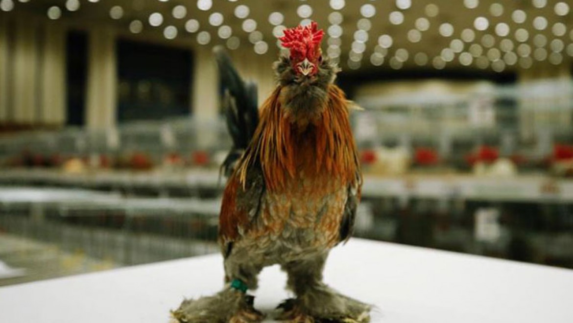 Minyatür tavuk 'İspenç' yerli ırk olarak tescillenecek