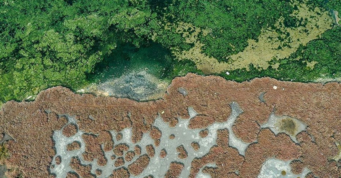 Deniz yosunu, İzmir Körfezi'nde yeniden yayılıyor