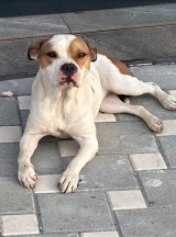 Adana'da polis, geçen yıl sokağa terk edilen 'yasaklı ırk' 70 köpeği barınağa yerleştirdi