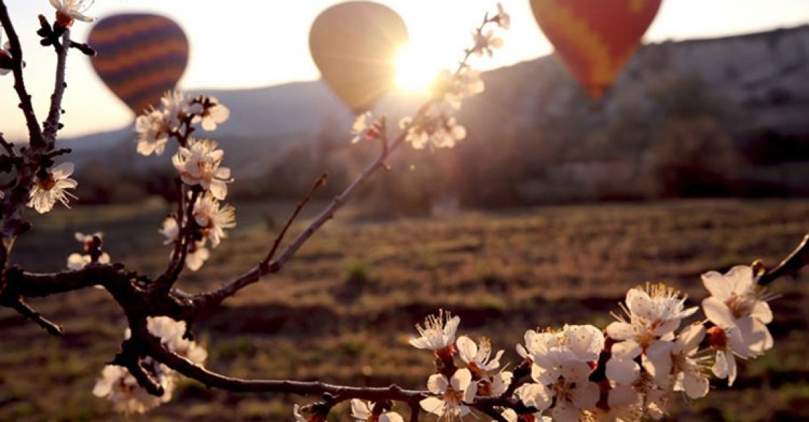 İlkbaharda açan çiçekler Kapadokya'ya renk kattı