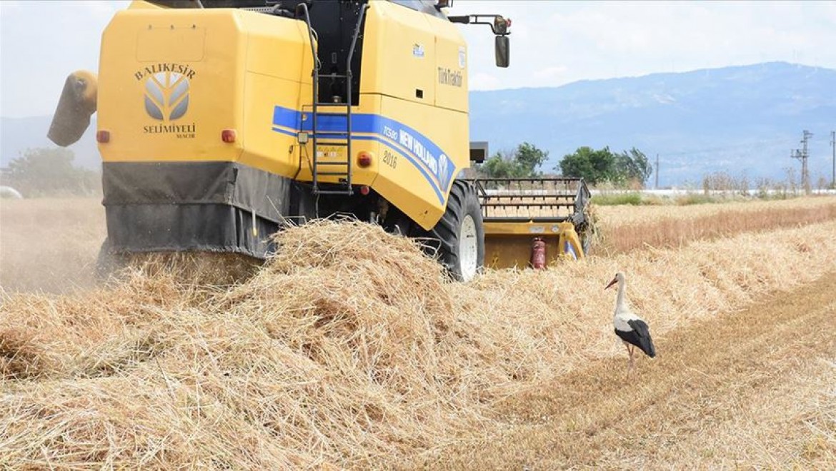Aydın'da buğdayda 74 bin tonluk rekolte beklentisi