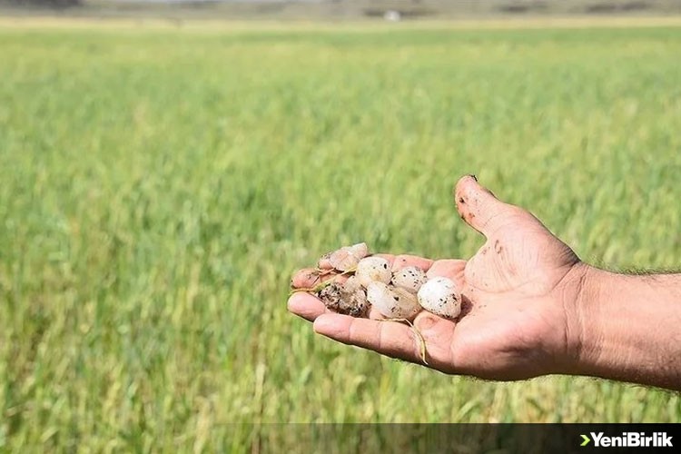 Şanlıurfa'da dolu yağışı ekili tarlalara zarar verdi