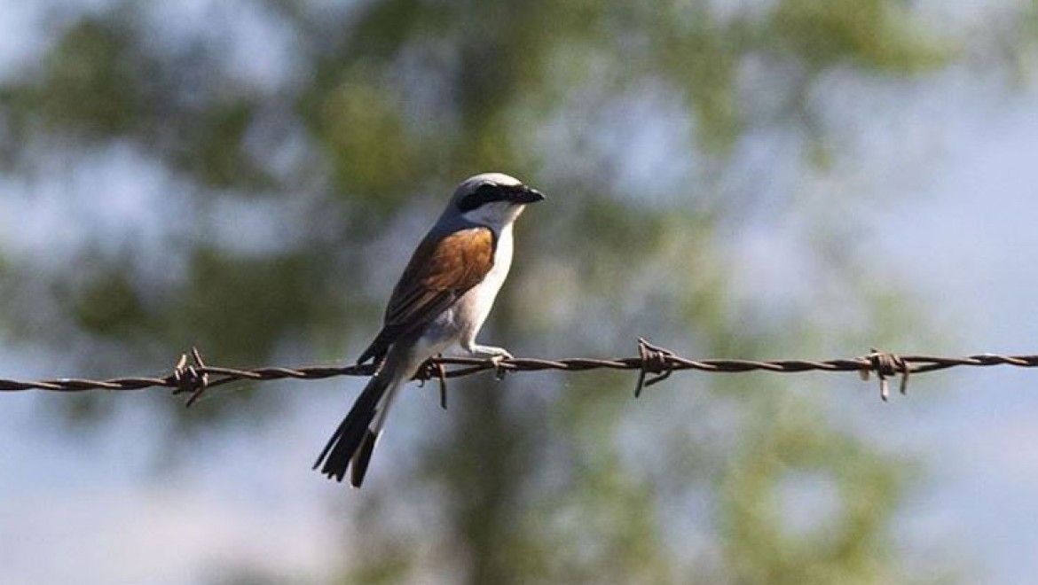 Kızılırmak Deltası Kuş Cenneti'nde pek çok canlı türü görüntülenebiliyor