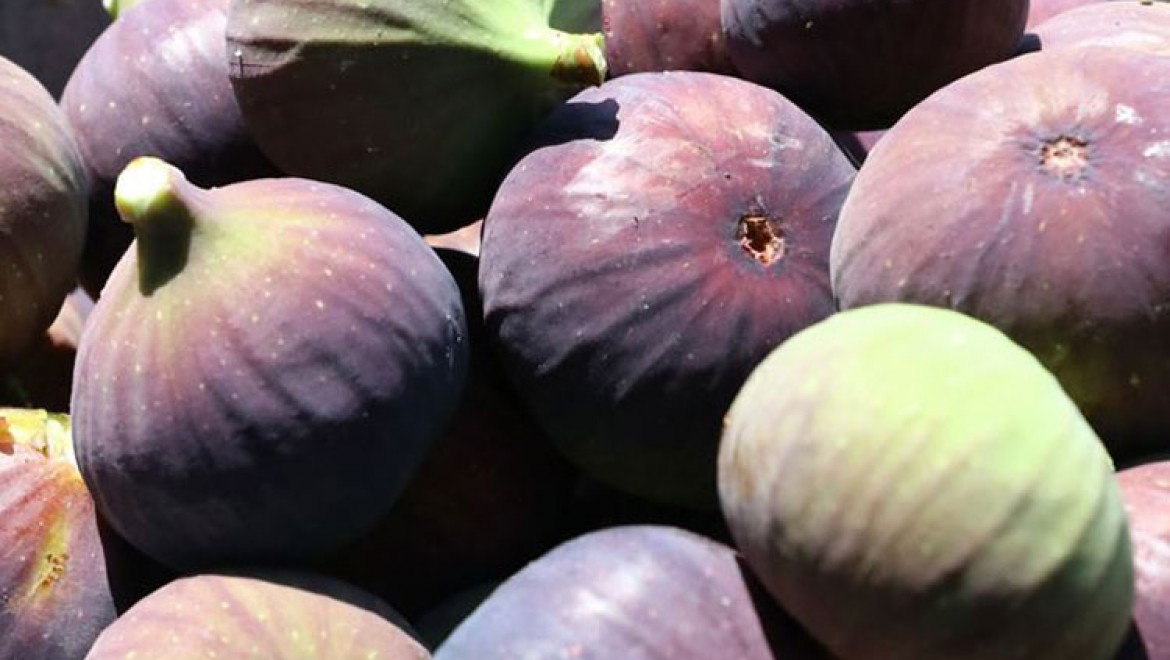 Siyah incir ihracatında hedef 60 milyon dolar