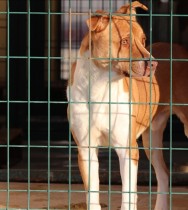 Siirt'teki rehabilitasyon merkezi 'tehlikeli ırk' köpeklerin de yuvası oldu