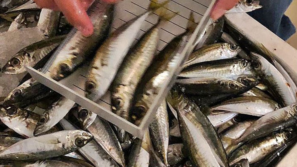 İstanbul'da boy yasağına uymayan 6,5 ton balığa el konuldu