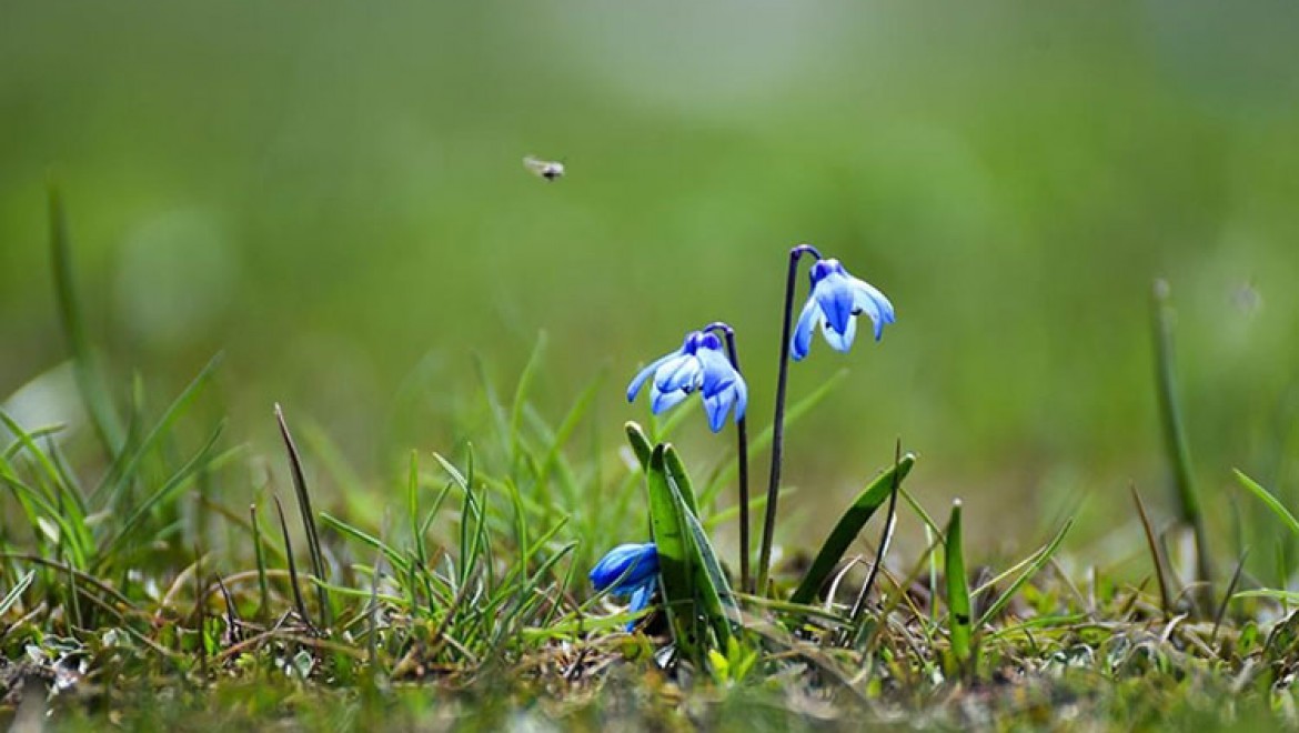 Kars'ta ilkbaharda açan mavi kardelenler doğayı süslüyor